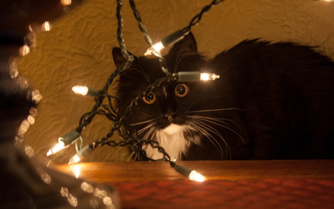 Tips for Decorating the Perfect Christmas Tree- # 4- Lighting Up The Tree