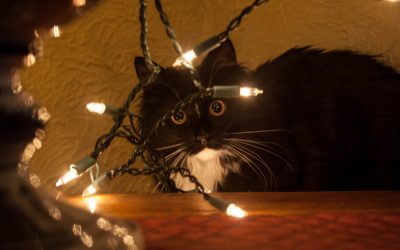 Tips for Decorating the Perfect Christmas Tree- # 4- Lighting Up The Tree