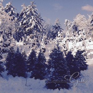 My yearly hunt for the perfect Christmas Tree!
