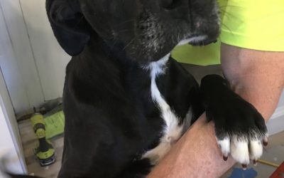 Preparing Your Pets For Your Renovation