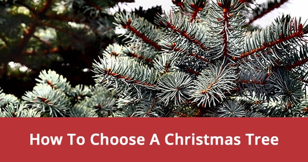 How To Choose A Christmas Tree | Designs by Gia