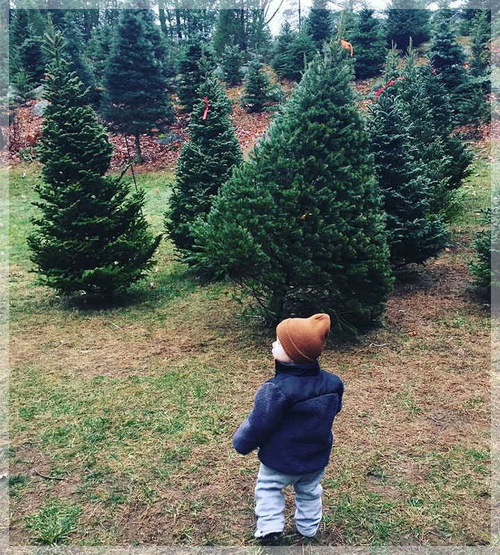 How To Choose A Christmas Tree