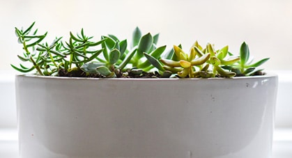 Adding Houseplants To Your Decor