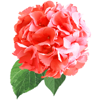 Adding the Luxury Of Fresh Flowers To Your Home