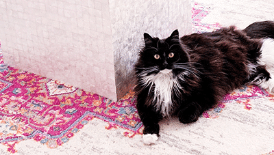 Pet Friendly Design Tips