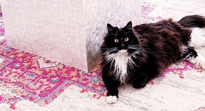 Pet Friendly Design Tips