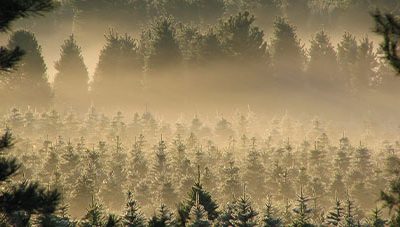 Selecting Your Christmas Tree