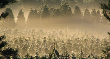 Selecting Your Christmas Tree