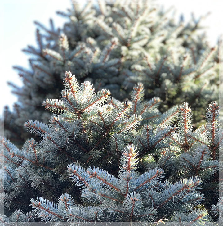 Selecting Your Christmas Tree