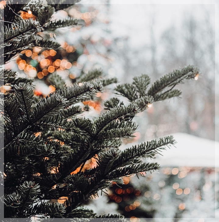 home header image - choosing a christmas tree