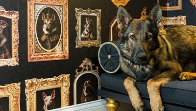 One Of Our Recent Projects- Custom Doggie Lounge