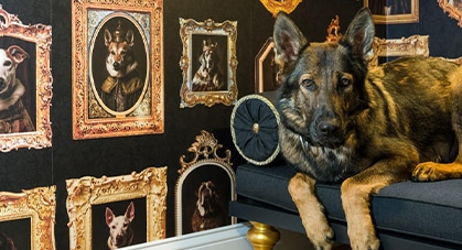 One Of Our Recent Projects- Custom Doggie Lounge